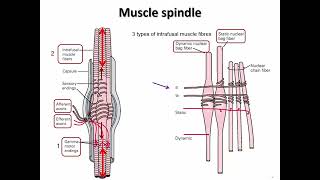 NEUR 2000 Somatosensory Part 2 slides 8 9 [upl. by Gavette]