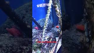 Stunning Trumpet fish and seahorse habitat Water movement is key animals shorts [upl. by Nerland213]