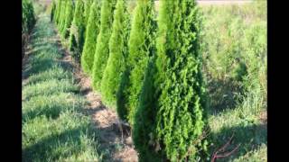 Arborvitae Growth Elegantissima Arborvitae and the Emerald Green [upl. by Adriana325]