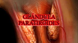 GLÁNDULA PARATIROIDES  ANATOMÍA [upl. by Ahsimit]