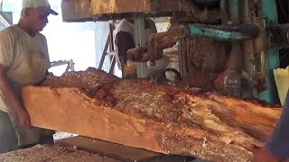 Kayu Langkabergetah dan harum aromanyaproses menggergaji kayu damar di sawmill woodworking [upl. by Derej172]