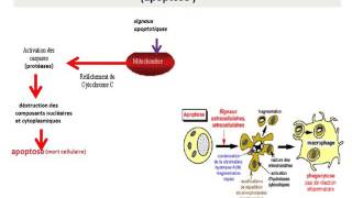 CYTOLOGIE LA MITOCHONDRIE [upl. by Acinoed957]