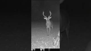 Ooooh yea Cooler weather has the deer moving shortvideo shortsfeed deer shorts [upl. by Jeb66]