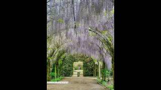 Alowyn Gardens Yarra Glen melbourne australia shorts victoria [upl. by Akeenahs]