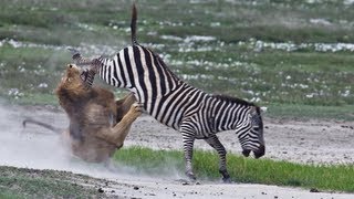 ZEBRA Kills and Eats LION [upl. by Gettings]