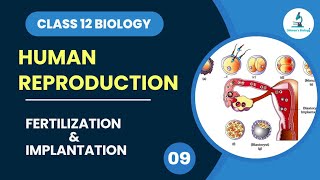 Fertilization and Implantation  Cleavage  Human Reproduction  Class 12 Biology  Dhimansbiology [upl. by Carling]