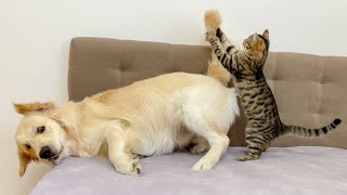 Poor Golden Retriever Attacked by Playful Cat [upl. by Jr667]