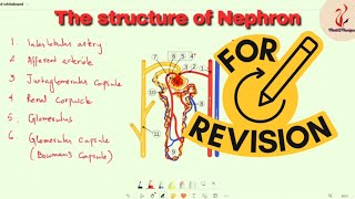 The structure of Nephron [upl. by Elsi]