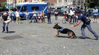 Esibizione unità cinofile Polizia di Stato a Ponte Milvio [upl. by Columbus]