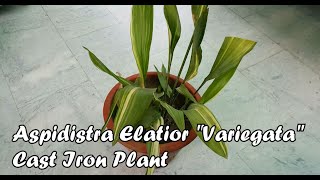 Aspidistra Elatior Variegata quotCast Iron Plantquot Care amp Propagation Tips [upl. by Suolkcin860]