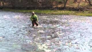 A Beginners Guide To Wet Fly Fishing Holsingers Fly Shop [upl. by Boyer]