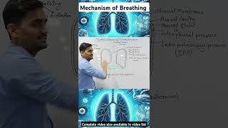 Mechanism of Breathing  Pulmonary Ventilation  Inspiration amp Expiration education neet science [upl. by Beaner]