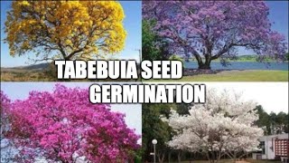 tabebuia seed germination [upl. by Zoa]