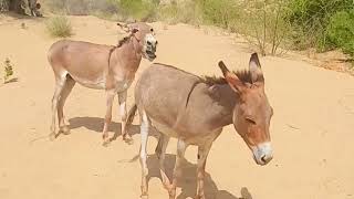 donkeys very happy engoing jungal my village [upl. by Hael]