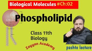 Phospholipid  Structure and Function of Phospholipid  Class 11th Biology [upl. by Eiramana]