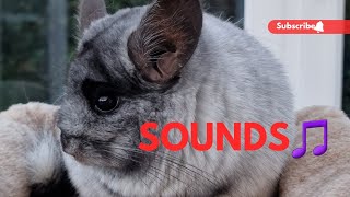 Chinchilla sounds compilation sounds you may have never heard before [upl. by Emor]