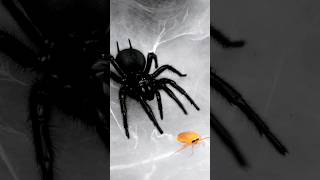 Funnel web spider feeding Macrothele eating banana roaches very fast spiders [upl. by Norel]