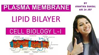 Lipid Bilayer Part 1Cell Biology L IPlasma membrane Types of lipid in membraneAsymmetry [upl. by Tselec]