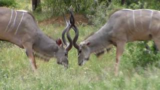 Two Kudu males fighting [upl. by Venu200]