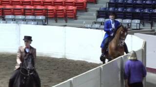 2015 Morgan Gold Cup  Amateur English Pleasure [upl. by Ashlee603]