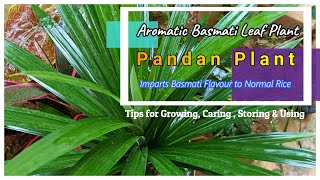 Pandan plant propagationusesstoring  Basmati leaf  Biryani Leaf  Annapurna leaf  పాండన్ ఆకు [upl. by Cyb]