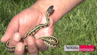 Green amp Growing Tip  Garter Snake Control [upl. by Nadabas130]