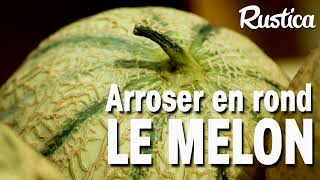 Comment bien arroser le melon [upl. by Adnotal]