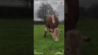 ⭕HEREFORD CATTLE BREED✅ Biggest Bulls cattlebreeds beefcattle cow herefordbulls hereford [upl. by Star]