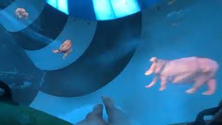 New Serengeti safari adventure slide at kalahari indoor waterpark pa [upl. by Nirtak298]