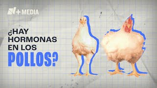 ¿Inyectan hormonas a los pollos Ya no se ven como antes [upl. by Allecsirp]