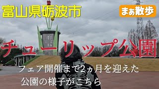 【観光】チューリップフェア開催前のチューリップ公園を散策 富山県砺波市 [upl. by Marin]