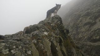 Sharp Edge Blencathra November 4th 2024 [upl. by Eiuqnimod]