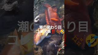 ラスト一時間！daiwaumibouzu 全関西磯釣連盟 石鯛 イシガキダイ 底物 クチジロ クエ DAIWA daiwa磯 Fishing feelalive 釣りは楽しく [upl. by Oiril689]