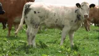 Belgian Blue  Quality Irish Livestock [upl. by Elisabetta]