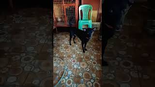 Roady boy subscribe doglover viralvideo [upl. by Emlynne]