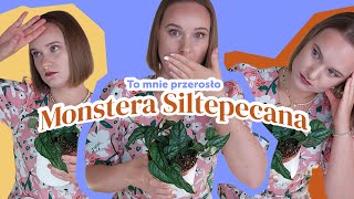 🐞Monstera Siltepecana  Trudne przesadzanie🌱🥰 [upl. by Tacye]