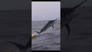 Marlin selvagem 😱 marlin peixe pesca [upl. by Nida321]