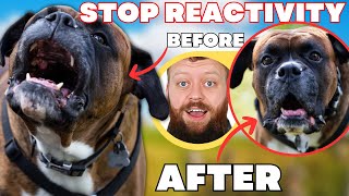 How To Fix Reactive Dog In 3 Simple Steps [upl. by Erdnoed]