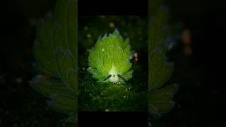 LEAF SHEEP  The Photosynthesizing Sea Slugs short sea explore seaslug youtubeshorts [upl. by Lleryd]