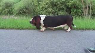 Basset Hound Walk [upl. by Ainoz]