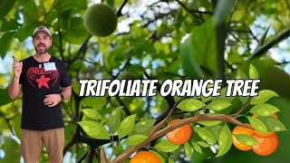 Trifoliate Orange Tree [upl. by Enram]