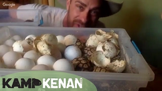 Tortoises Hatching Live [upl. by Lavern]