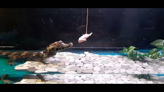 Cool Video Dwarf CaimanTiny Gator Eating Chicken Wings Just the Tips [upl. by Liva]