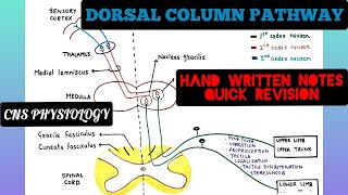 Dorsal Column Pathways  Ascending Pathways  2  CNS  Physiology [upl. by Eyk167]