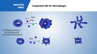 Coopération NKDCMacrophages [upl. by Lehsar]