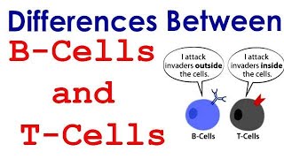 Differences between T lymphocyte and B lymphocyte [upl. by Eixam]