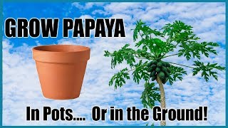 How to Grow Papayas in Containers or in the Ground  Complete Growing Guide [upl. by Dian652]