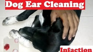 Dog Ear Cleaning And Dog Mangoworms And Tick Removal [upl. by Suellen600]