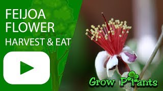 Feijoa flowers  eat grow and care  sweet taste [upl. by Odelinda]