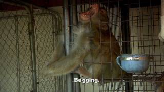 ARC Saves 4 Macaque Monkeys from Cruel Confines [upl. by Elysee]